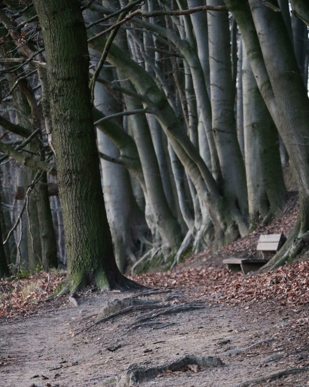 TREES GROWING IN PARK