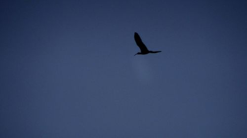 Low angle view of bird flying in sky