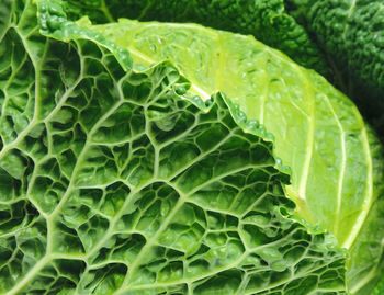 Full frame shot of green leaves