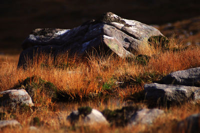 Close-up of rocks on grass