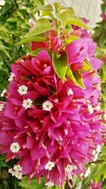 Close-up of pink flowers