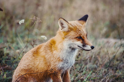 Autumn portrait of a wild fox