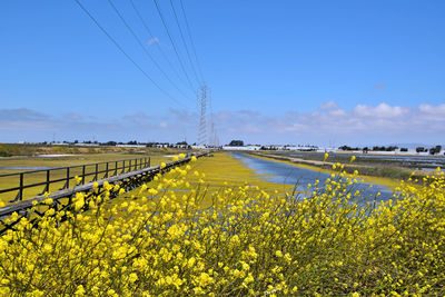Yellow flowers growing on field against sky