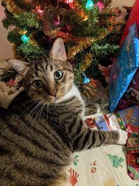 Tabby cat in front of christmas tree