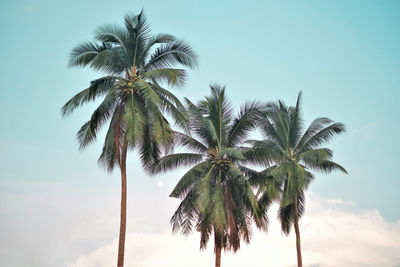 Low angle view of palm tree against sky