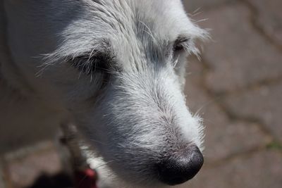 Close-up of dog looking away