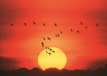 Silhouette of birds flying against sun in sky at sunset