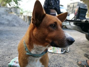 Close-up of dog