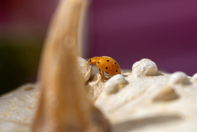 Close-up of ladybug