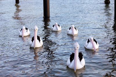 Pelicans swimming on lake