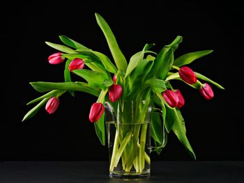 Close-up of red flower vase against black background