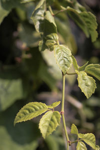 Close-up of flowering plant