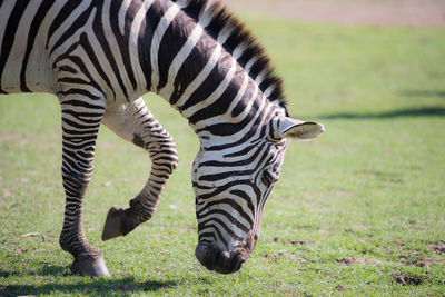 Side view of zebra walking on field