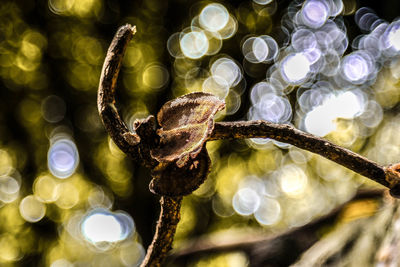 Close-up of plants growing on tree