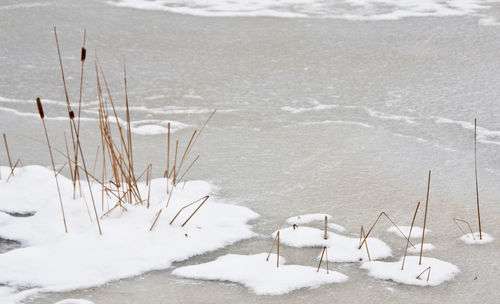 High angle view of dry grass in frozen river