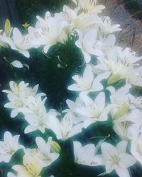 Close-up of white flowers