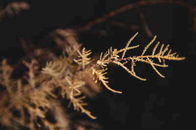 Close-up of frozen plant at night