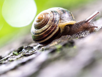 High angle close-up of snail on tree