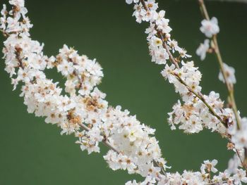 Close-up of white cherry blossoms