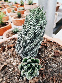 High angle view of succulent plant on field