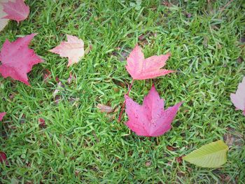 Leaves on grassy field