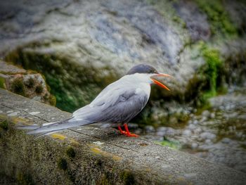 Close-up of tern perching on wood