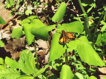 Close-up of butterfly on plant