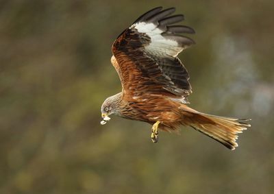 Close-up of eagle flying in mid-air