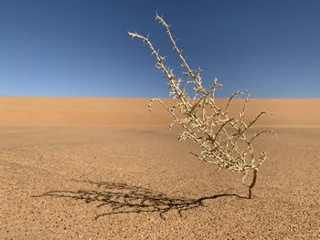 Bare tree on desert against clear sky