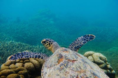 Turtle swimming in sea