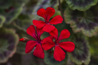 Close-up of red flowering plant in park