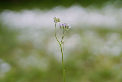Close-up of flowering plant on field