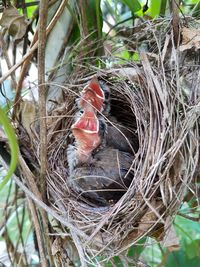 Close-up of birds in nest