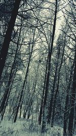 Low angle view of bare trees