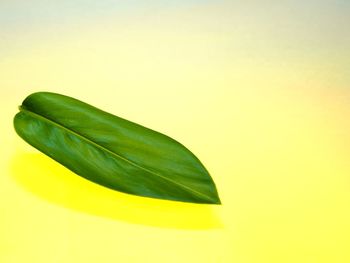 Close-up of leaf against yellow background