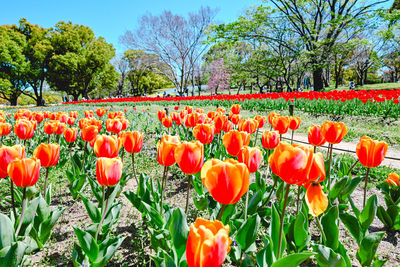 Red tulips on field against trees