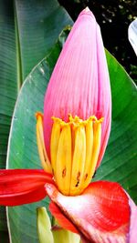 Close-up of pink flower