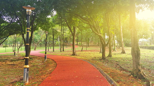 Road amidst trees