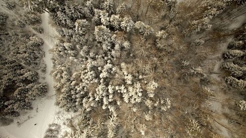 Full frame shot of tree