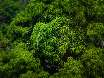 Full frame shot of green plants