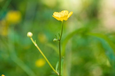 Close-up of yellow flowering plant