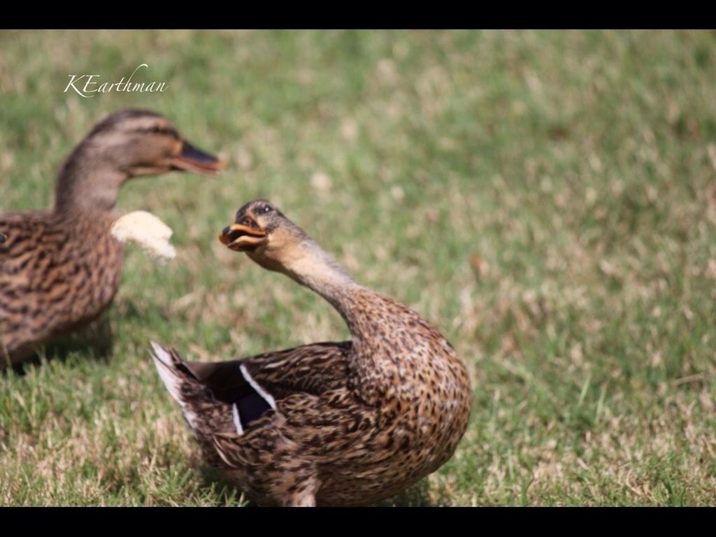 animal themes, animals in the wild, bird, wildlife, grass, field, grassy, duck, one animal, two animals, focus on foreground, nature, outdoors, day, no people, side view, three animals, close-up, transfer print