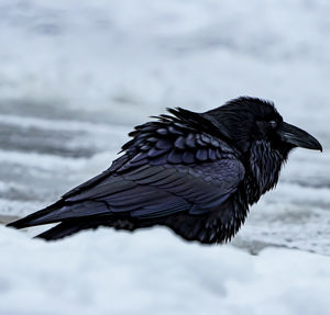 Close-up of bird perching on snow