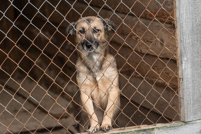 Portrait of a dog in zoo