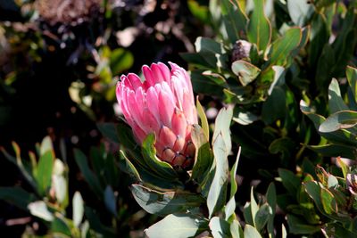 Close-up of pink flower blooming outdoors