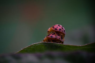 Close-up of ladybug on leaf