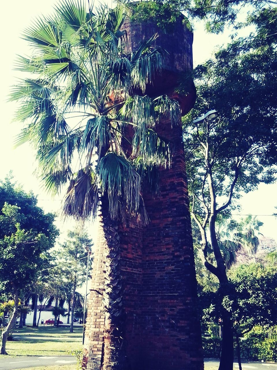 tree, built structure, architecture, growth, building exterior, branch, tree trunk, palm tree, park - man made space, nature, tranquility, day, sunlight, sky, outdoors, green color, incidental people, plant, shadow, water