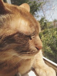 Close-up of cat