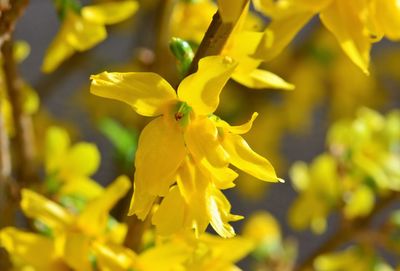 Close-up of yellow flowering plant