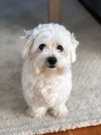 Portrait of white puppy